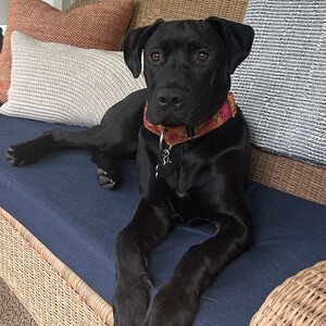 Team Page: TEAM VIOLET 